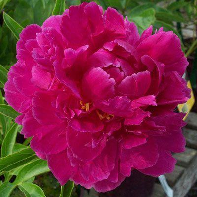 Photo Of The Bloom Of Chinese Peony Paeonia Lactiflora Bunker Hill Posted By Admin Garden Org