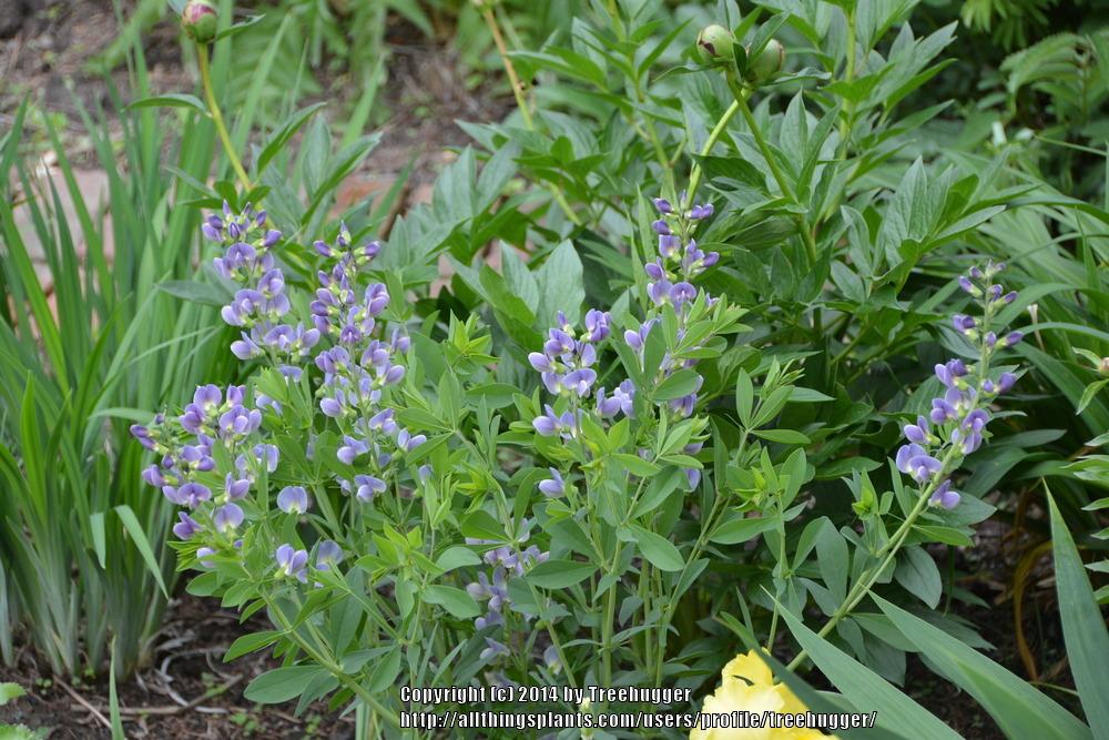 Baptisias: Plant Care and Collection of Varieties - Garden.org