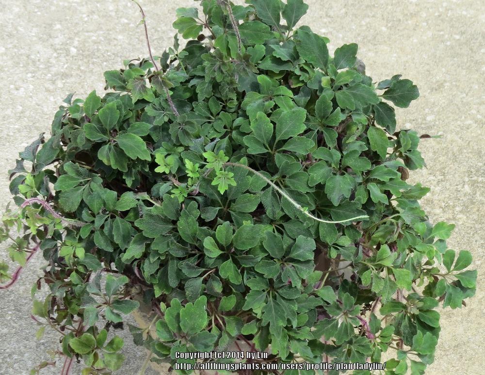 Plushvine (Mikania ternata) - Garden.org