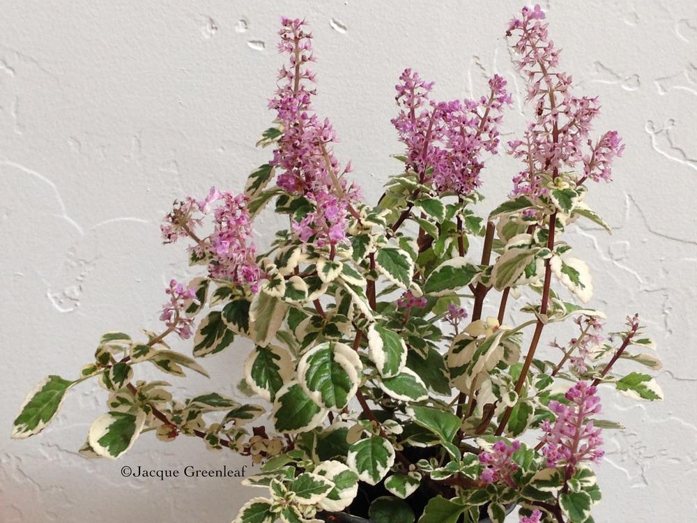 Syncolostemon 'Candy Kisses'