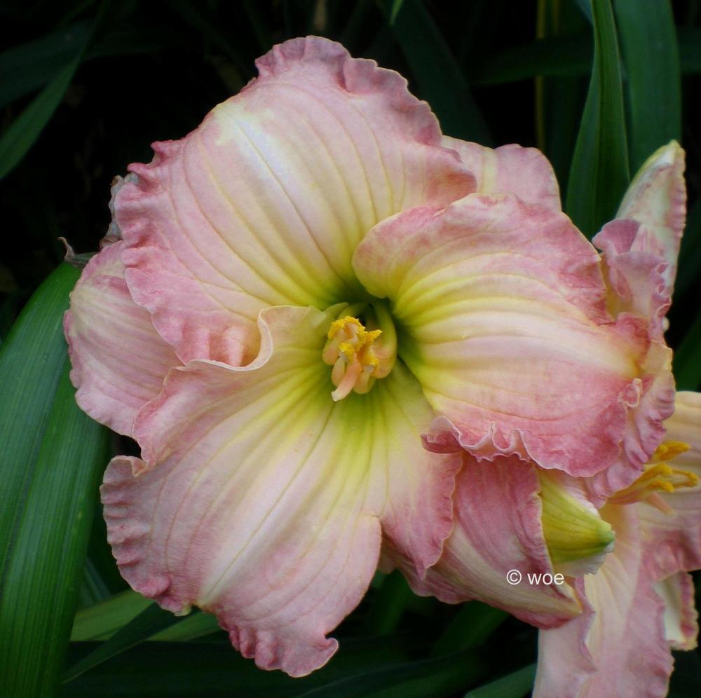 Daylily (Hemerocallis 'Sugar Paint') in the Daylilies Database