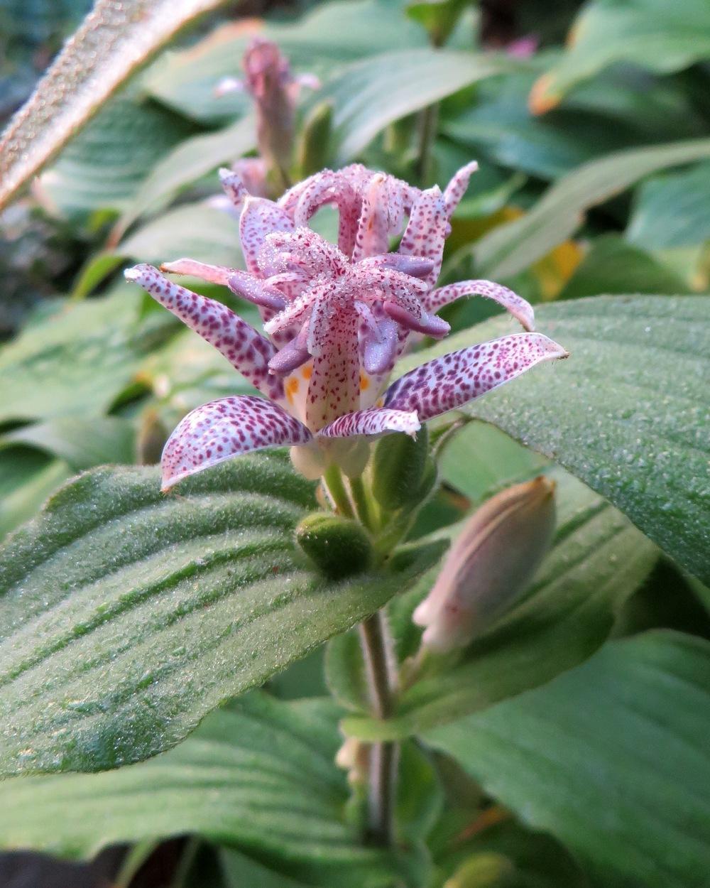 Toad Lilies Plant Care and Collection of Varieties