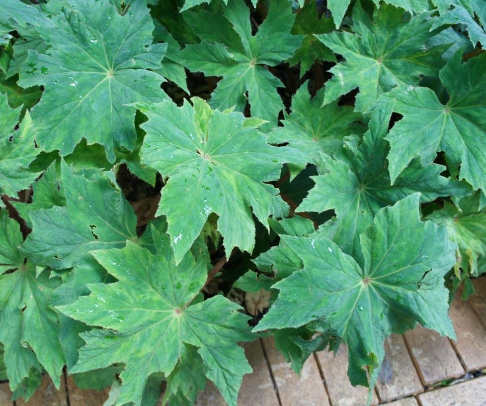 Photo of the leaves of Begonia (Begonia x ricinifolia) posted by