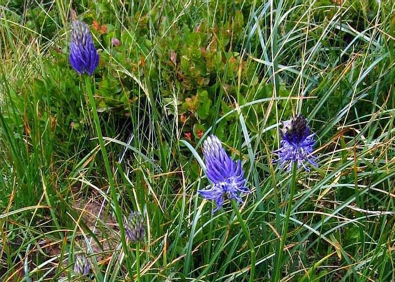 Phyteuma scorzonerifolium