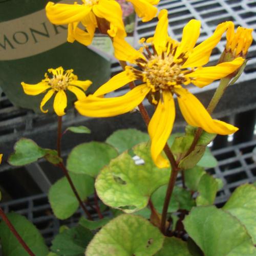 Leopard Plant (Ligularia dentata 'Midnight Lady') in the Ligularias