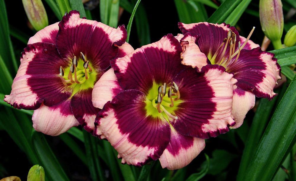 Photo of the bloom of Daylily (Hemerocallis 'Blackberries and Cream