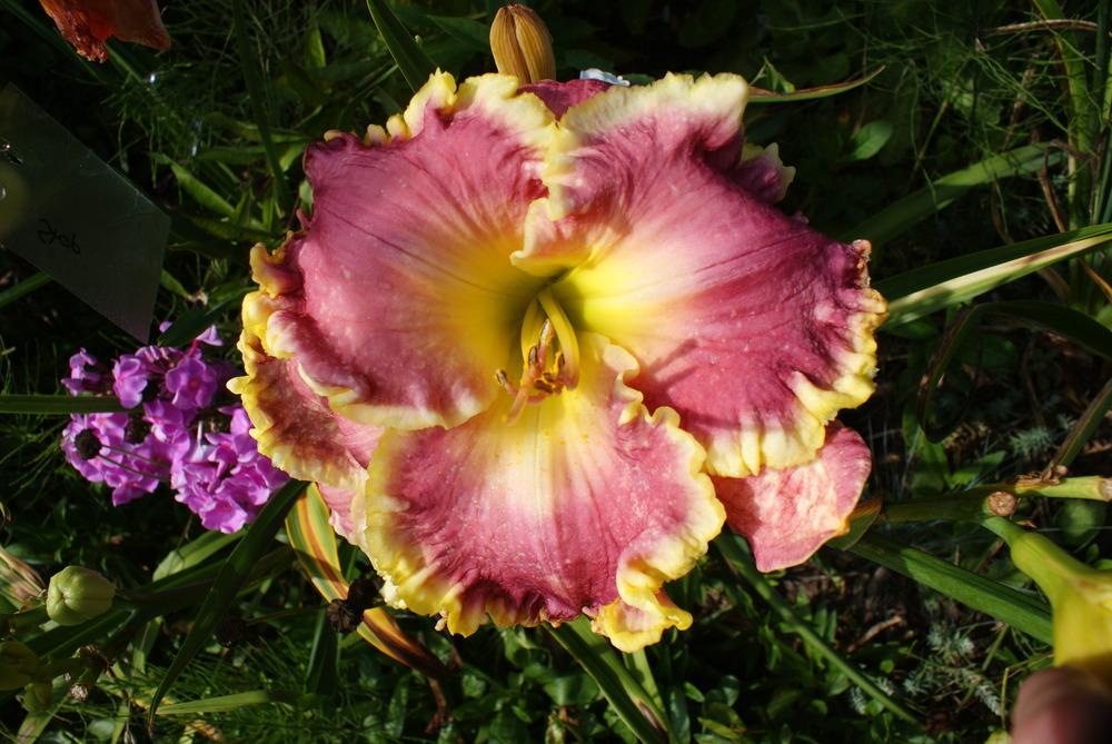 Daylily (Hemerocallis 'Rose Sensation') in the Daylilies Database