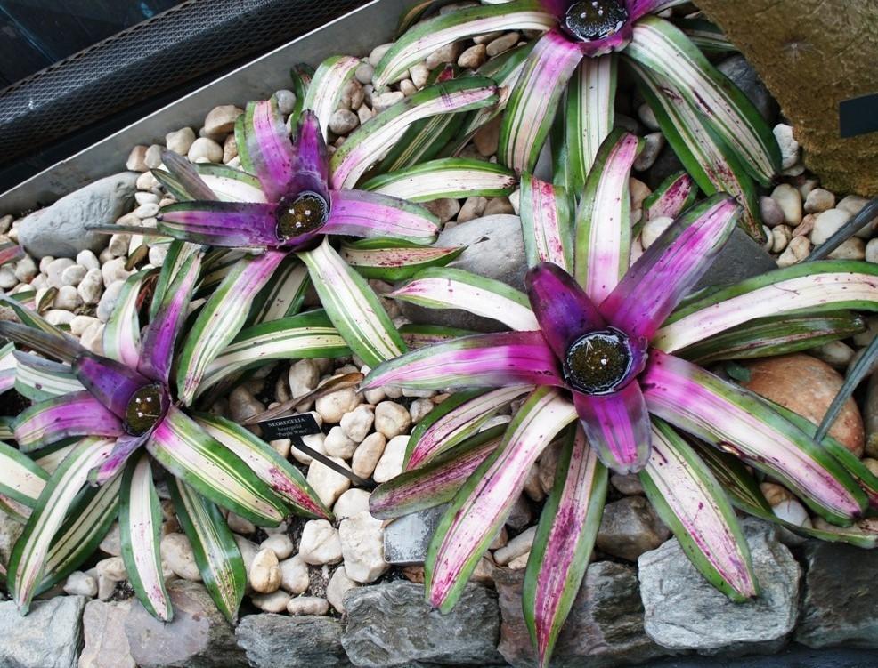 Bromeliad (Neoregelia 'Purple Wave')