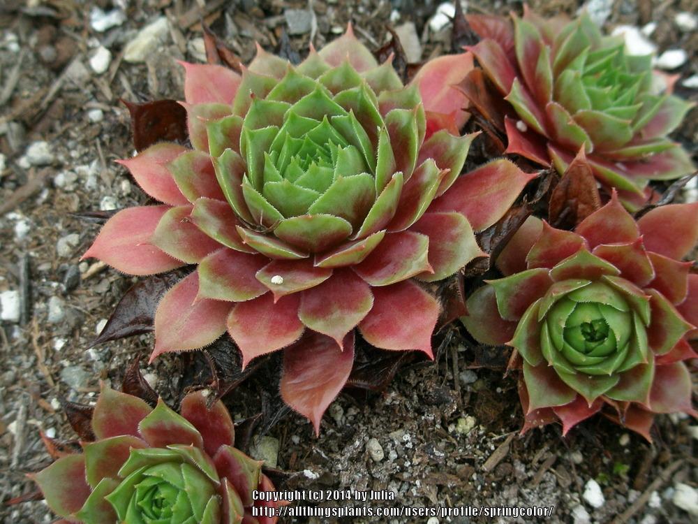 Sempervivum Plant Care and Collection of Varieties