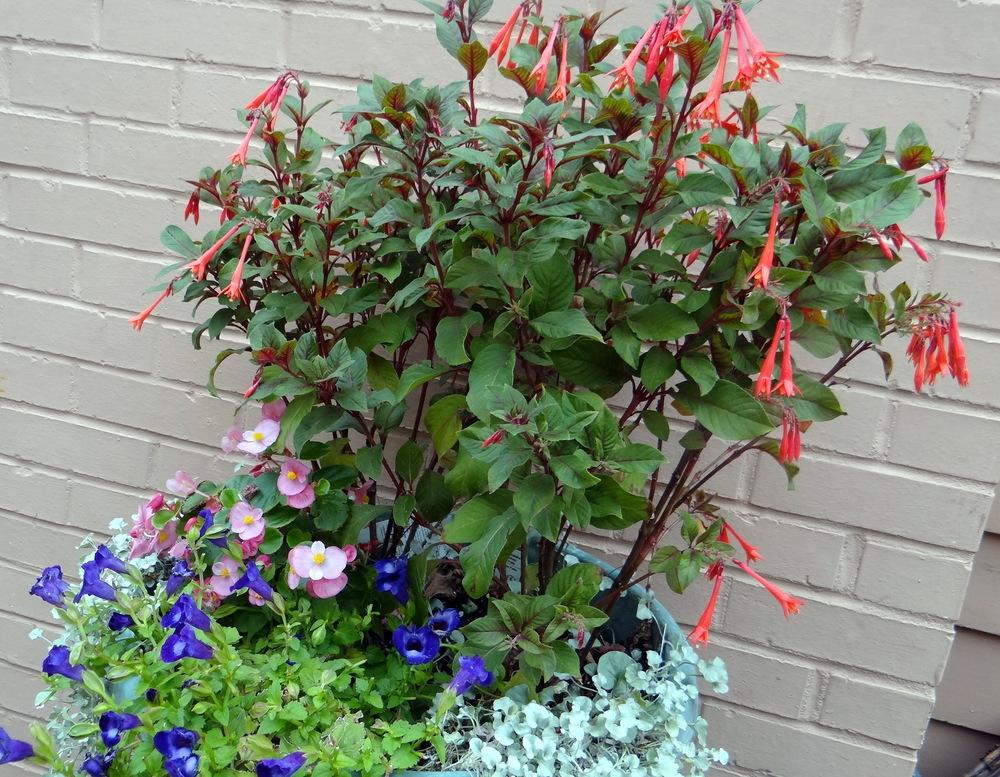 Photo of the entire plant of Honeysuckle Fuchsia (Fuchsia 'Koralle