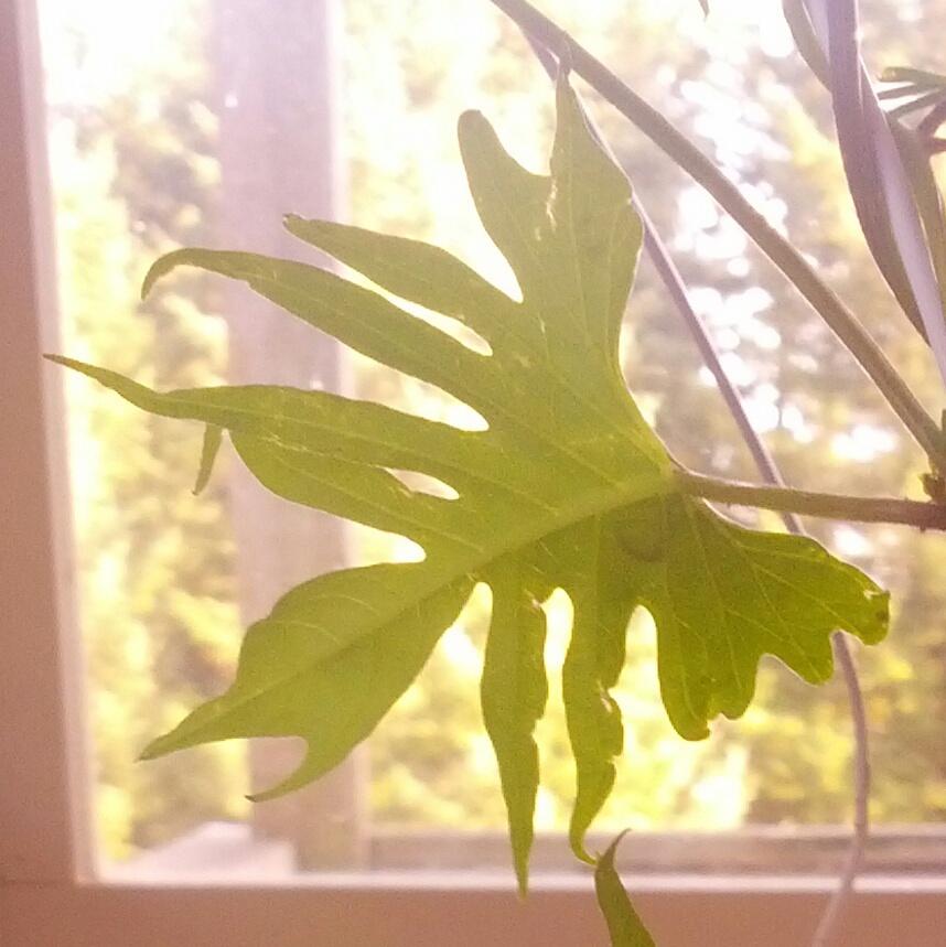 Photo of the leaves of Cardinal Climber (Ipomoea sloteri) posted by