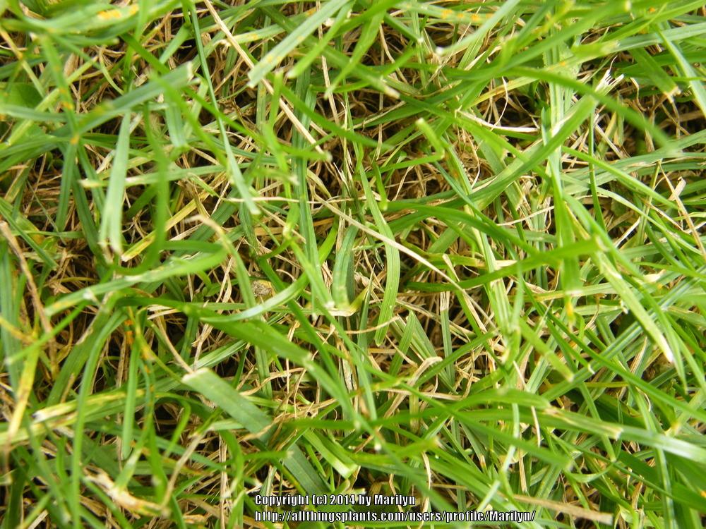 Kentucky Blue Grass (Poa pratensis)