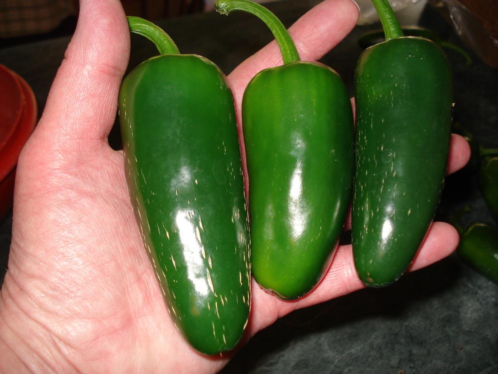 Jalapeno Pepper (Capsicum annuum 'Goliath') in the Peppers Database