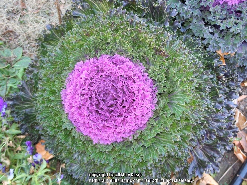 Brassicas Plant Care and Collection of Varieties