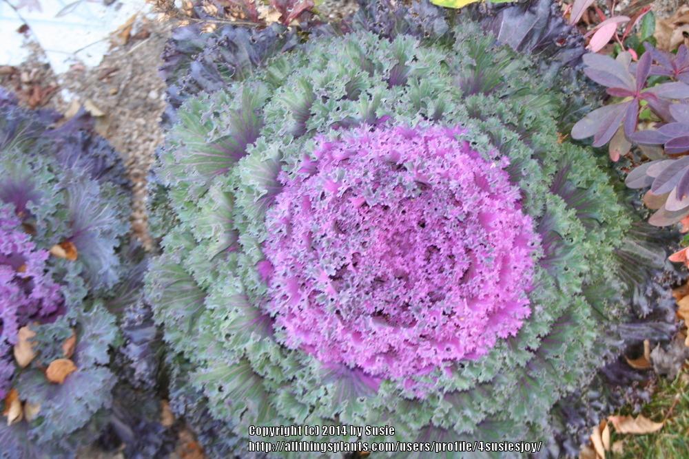 Flowering Kale (Brassica oleracea &lsquo;Chidori Red&rsquo;) in the Brassicas