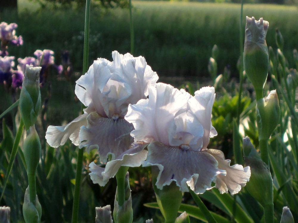 Photo of the bloom of Tall Bearded Iris (Iris 'Lily My Love') posted by