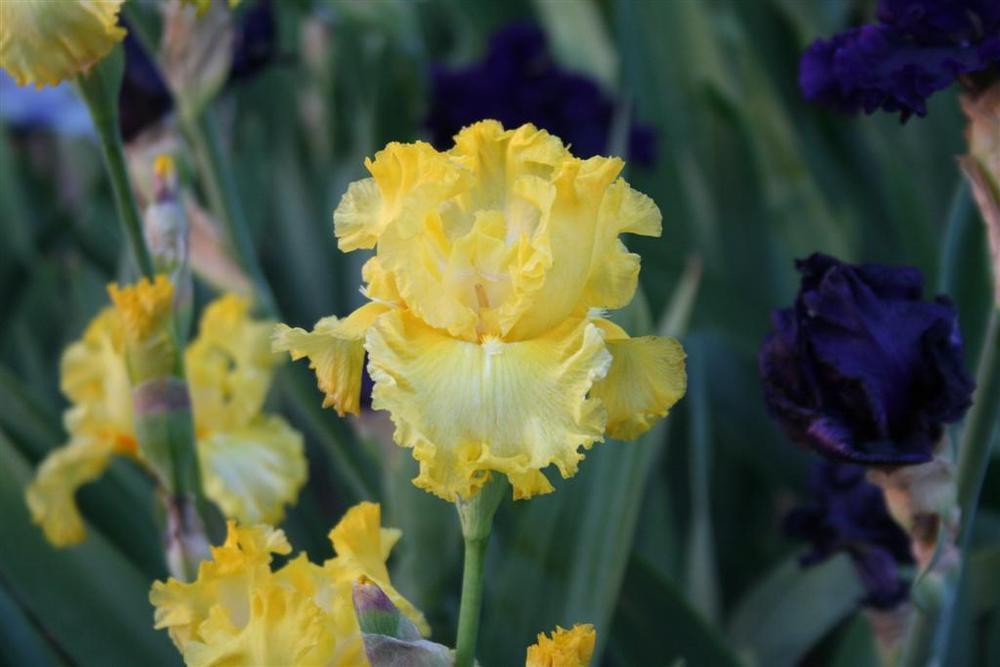 Photo of the bloom of Tall Bearded Iris (Iris 'Sun Shine In') posted by