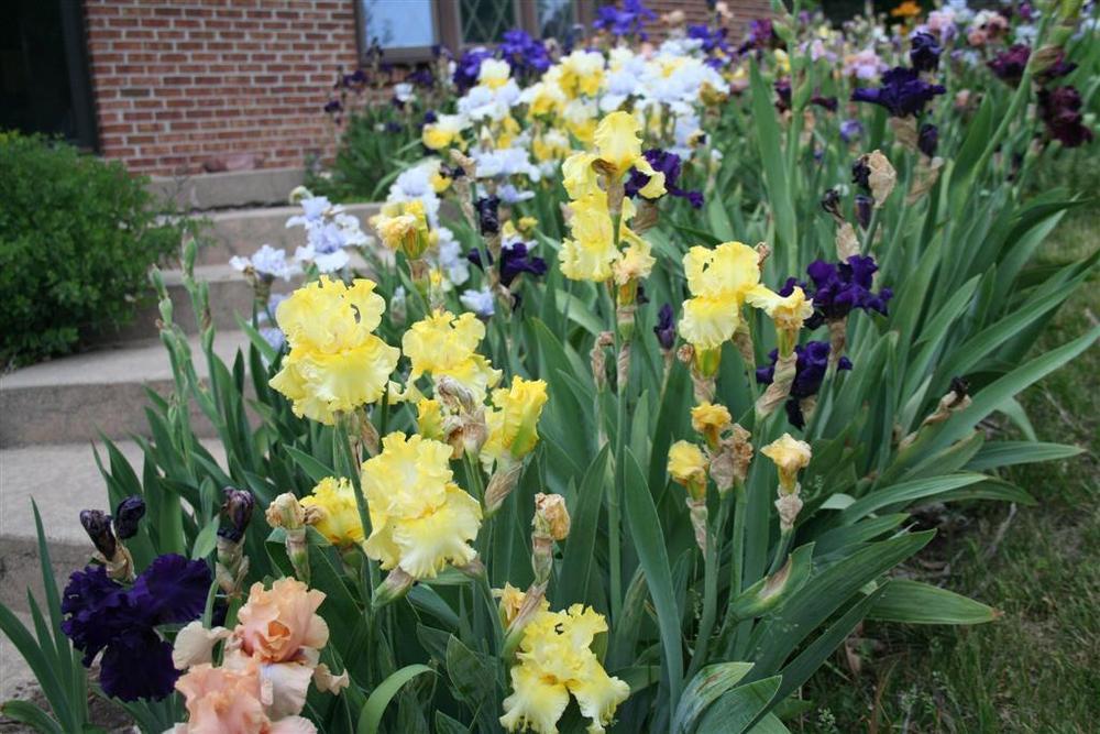 Photo of the bloom of Tall Bearded Iris (Iris 'Sun Shine In') posted by