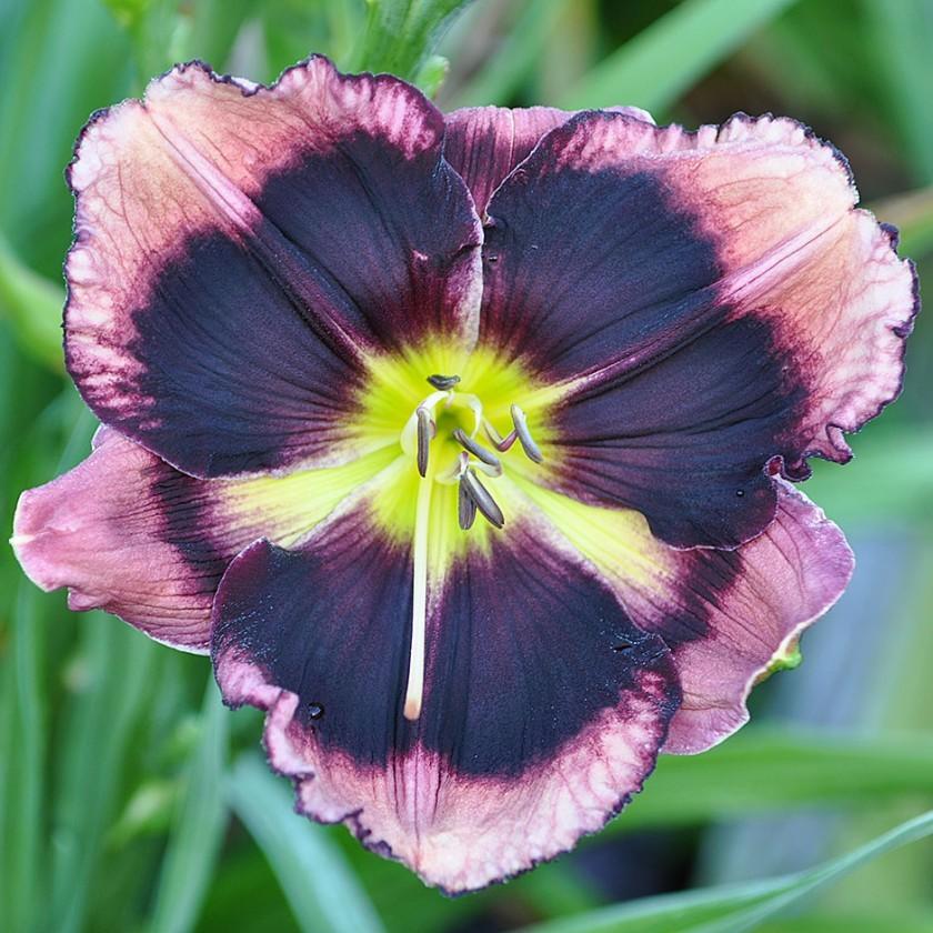 Photo of the bloom of Daylily (Hemerocallis 'Bring It Black') posted by Calif_Sue