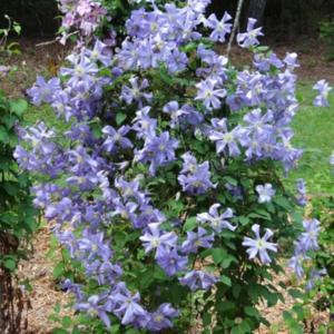 Clematis 'Prince Charles' in the Clematis Database - Garden.org