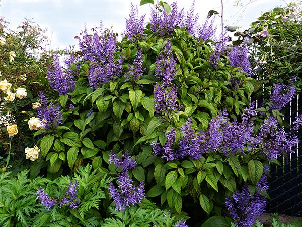 Photo Of The Entire Plant Of Large Spur Flower Bush Plectranthus Ecklonii Posted By Calif Sue Garden Org Photo Of The Entire Plant Of Large Spur Flower Bush Plectranthus Ecklonii Posted By Calif Sue Garden Org