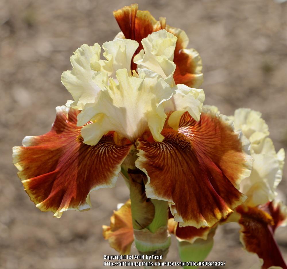 Photo of the bloom of Tall Bearded Iris (Iris 'Seasons in the Sun