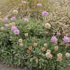 Photo courtesy of Annie's Annuals and Perennials