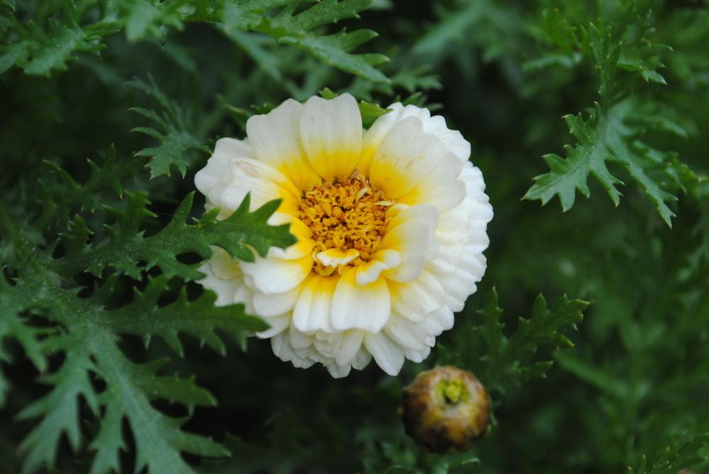 Garland Chrysanthemum (Glebionis coronaria 'Primrose Gem')