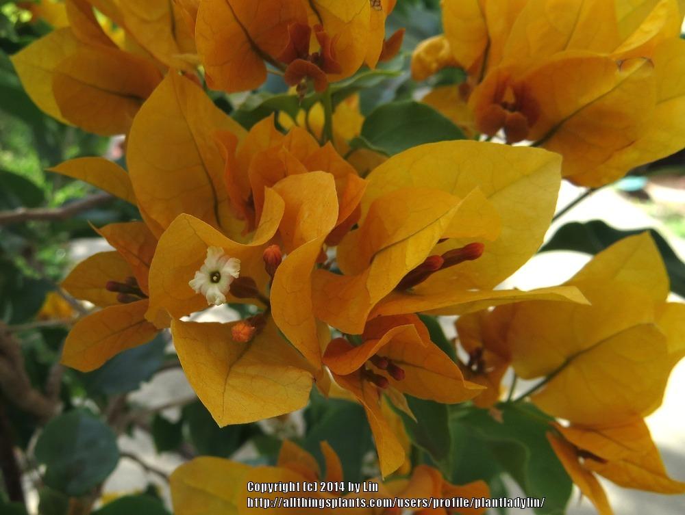 Types Of Bougainvillea Plant