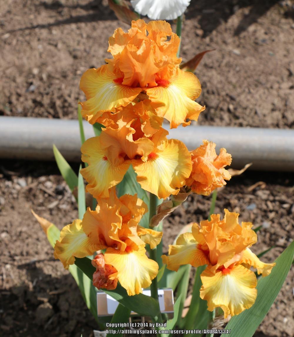 Photo of the bloom of Tall Bearded Iris (Iris 'Great Balls of Fire