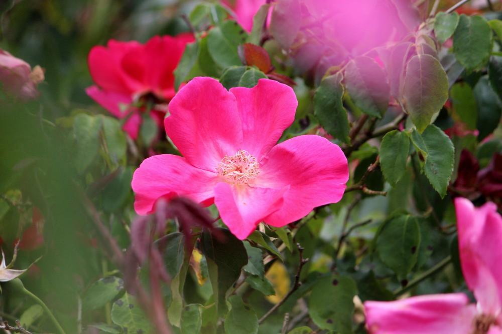 Rose (Rosa 'Nancy Hayward') in the Roses Database