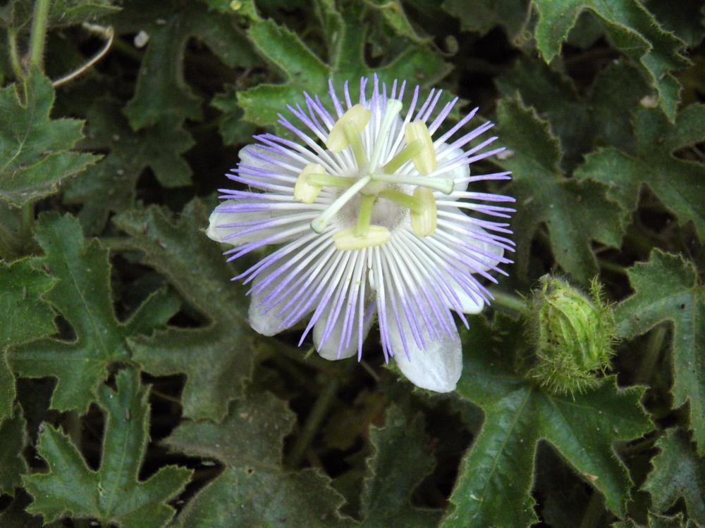 Arizona Passion Flower (Passiflora arizonica)