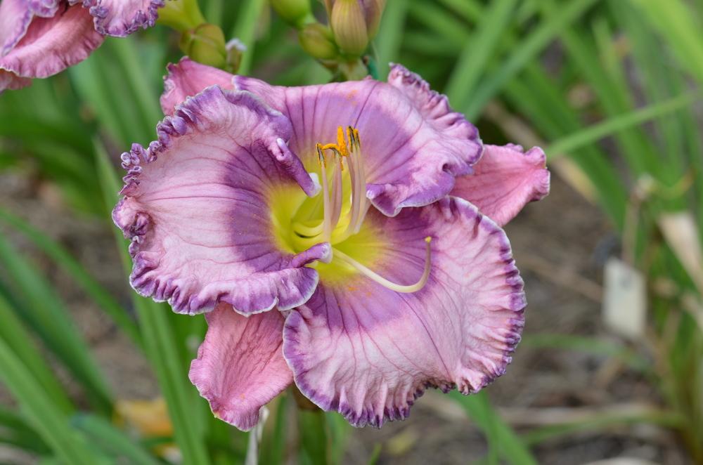 Photo of the bloom of Daylily (Hemerocallis 'Ultra Violet Blues