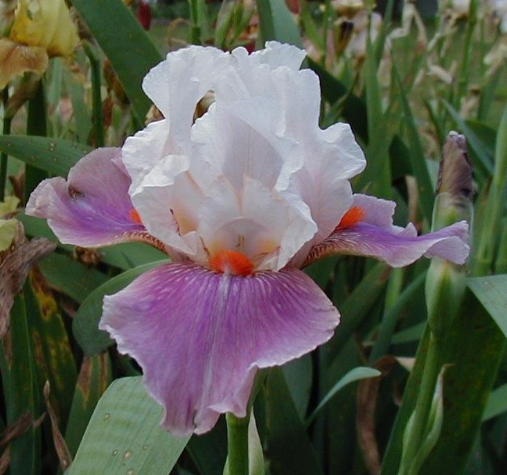 Tall Bearded Iris (Iris 'Chinese Treasure') in the Irises Database