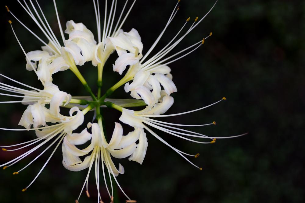 Surprise Lilies (Lycoris) Plant Care and Collection of Varieties