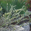 Photo courtesy of Annie's Annuals and Perennials