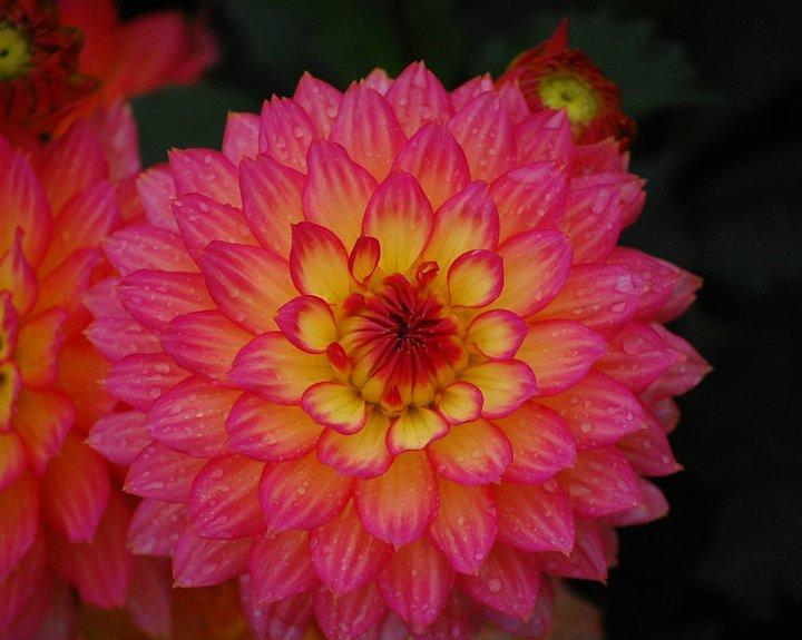 Dahlia Gallery® Pablo in the Dahlias Database