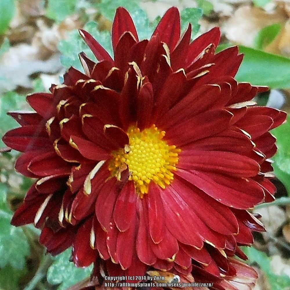 Garden Mum (Chrysanthemum 'Fred Stone')