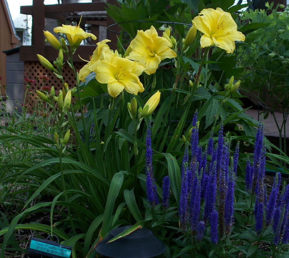 Daylily (Hemerocallis 'Flowers of Sulphur') in the Daylilies Database