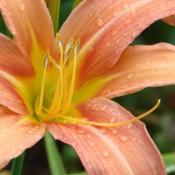 Location: My garden in Kalama, Wa. Zone 8