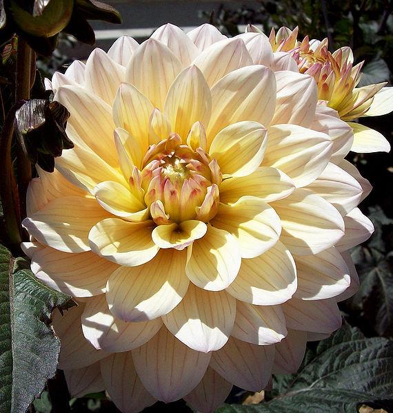 Dinner Plate Dahlia (Dahlia 'Chianti') in the Dahlias Database