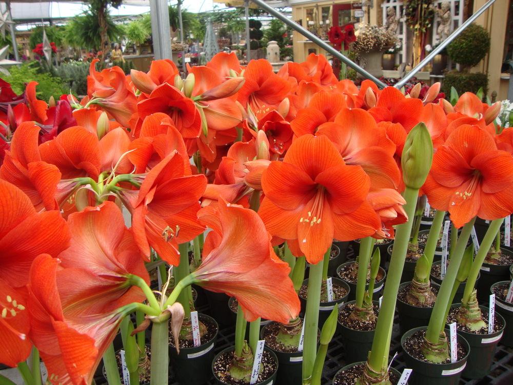 Photo of the entire plant of Amaryllis (Hippeastrum 'Orange Sovereign