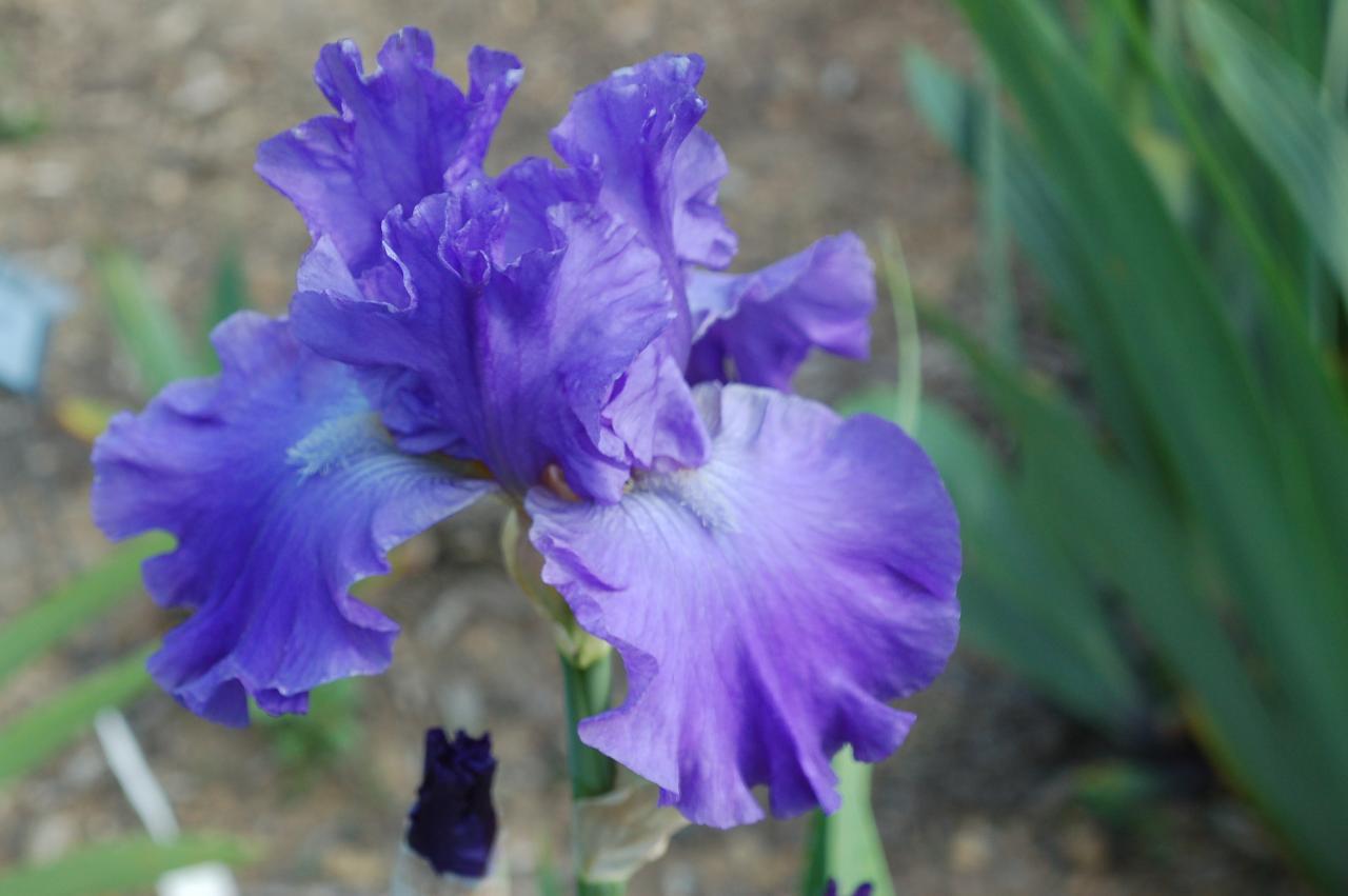 Tall Bearded Iris (Iris 'Violet Scent') in the Irises Database