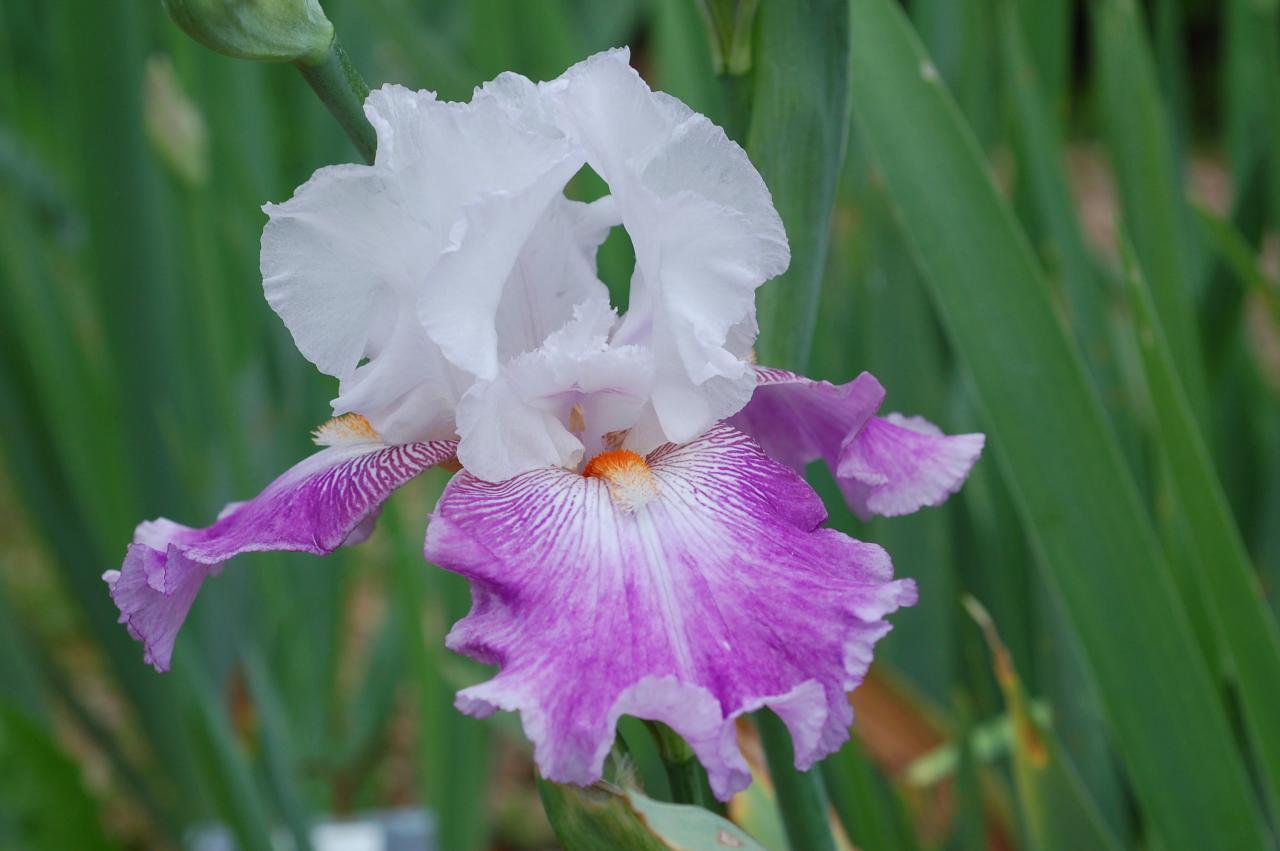 Tall Bearded Iris (Iris 'Libby Cross') in the Irises Database