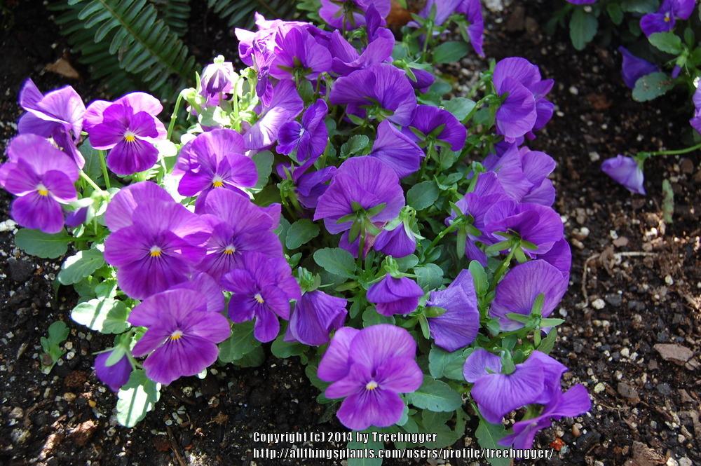 Viola (Viola cornuta Penny™ Lavender Shades) in the Violas Database