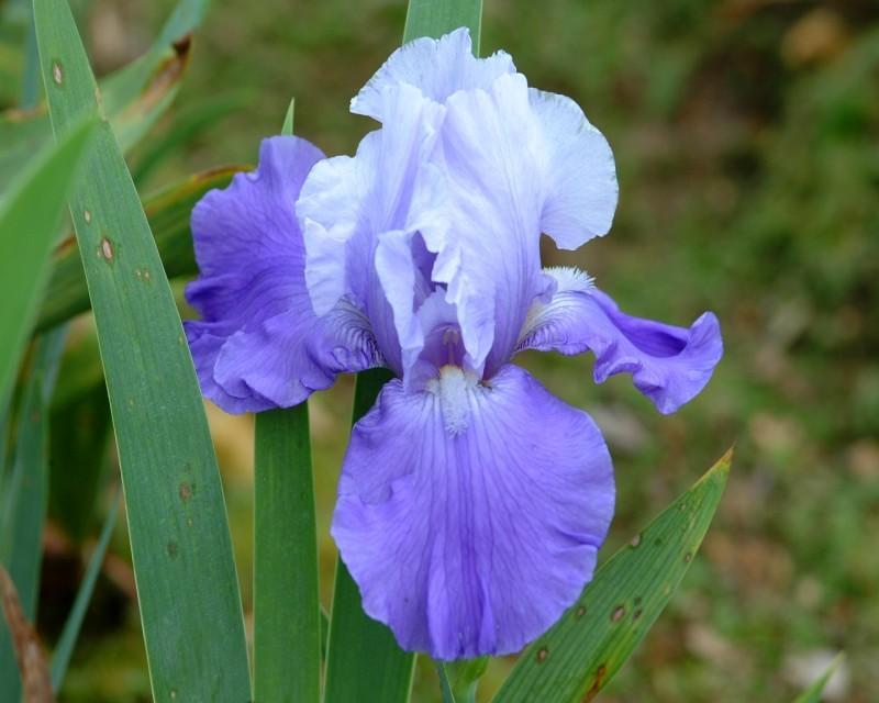 Tall Bearded Iris (Iris 'Tennessee Bicentennial') in the Irises Database