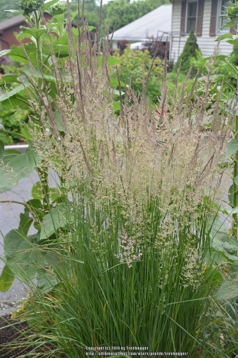 Photo of the bloom of Feather Reed Grass (Calamagrostis x acutiflora