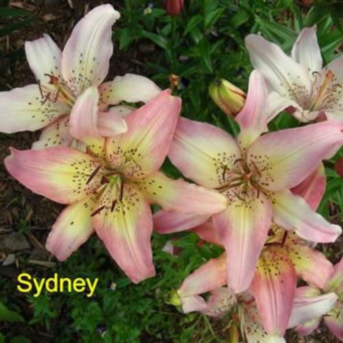 Lily (Lilium 'Sydney') in the Lilies Database