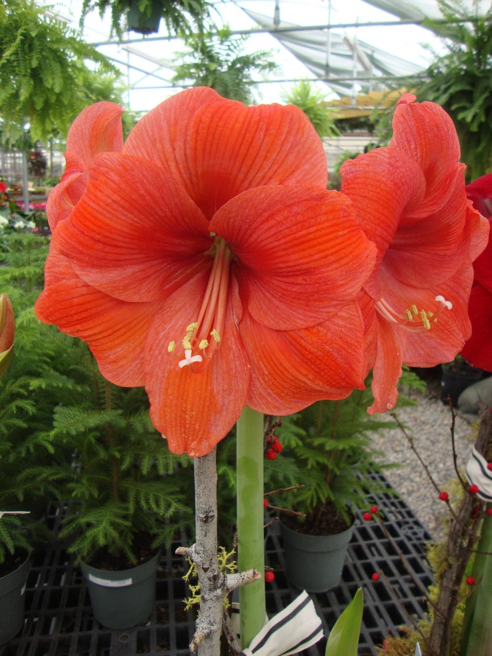 Photo of the bloom of Amaryllis (Hippeastrum 'Orange Sovereign') posted