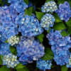 Photo courtesy of Joy Creek Nursery